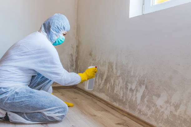 Licensed Mold Testing service in Coram, NY - WQB Mold Removal